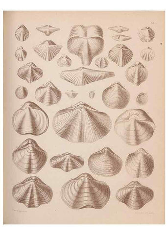 Reproducción/Reproduction 42969381505: An atlas of the fossil conchology of Great Britain and Ireland :. London :Sonnenschein,1889.. 