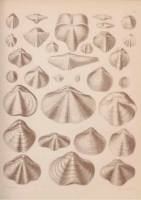 Reproducción/Reproduction 42969381505: An atlas of the fossil conchology of Great Britain and Ireland :. London :Sonnenschein,1889.. 