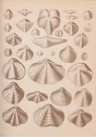 Reproducción/Reproduction 42969381505: An atlas of the fossil conchology of Great Britain and Ireland :. London :Sonnenschein,1889.. 