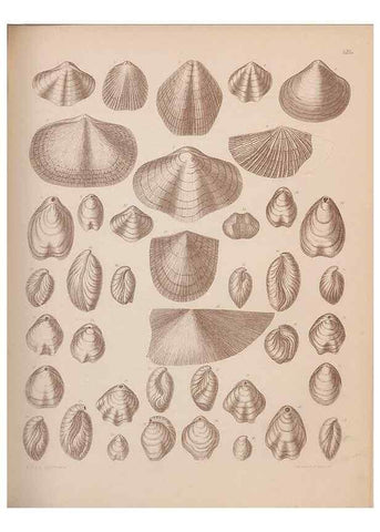 Reproducción/Reproduction 43825125102: An atlas of the fossil conchology of Great Britain and Ireland :. London :Sonnenschein,1889.. 