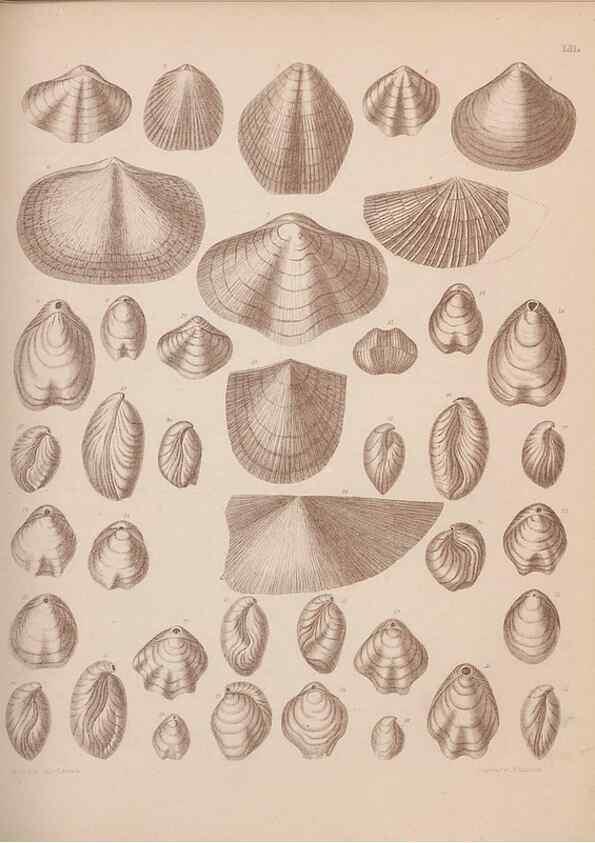 Reproducción/Reproduction 43825125102: An atlas of the fossil conchology of Great Britain and Ireland :. London :Sonnenschein,1889.. 