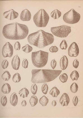 Reproducción/Reproduction 43825125102: An atlas of the fossil conchology of Great Britain and Ireland :. London :Sonnenschein,1889.. 