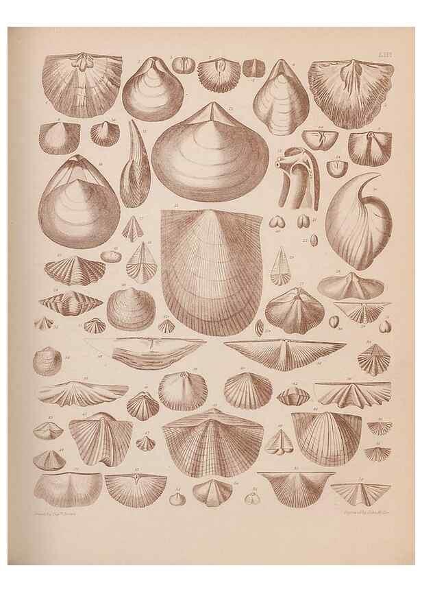 Reproducción/Reproduction 43825129902: An atlas of the fossil conchology of Great Britain and Ireland :. London :Sonnenschein,1889.. 