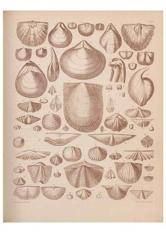 Reproducción/Reproduction 43825129902: An atlas of the fossil conchology of Great Britain and Ireland :. London :Sonnenschein,1889.. 
