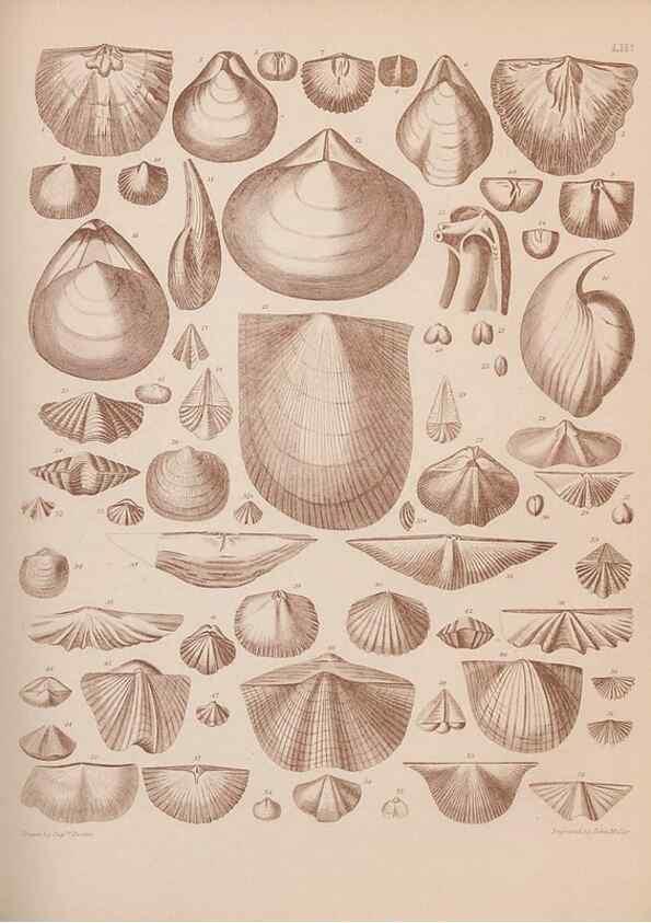 Reproducción/Reproduction 43825129902: An atlas of the fossil conchology of Great Britain and Ireland :. London :Sonnenschein,1889.. 