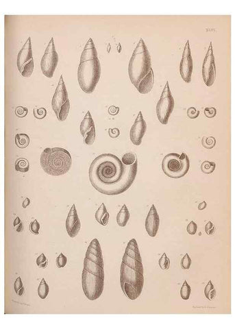 Reproducción/Reproduction 42064751370: An atlas of the fossil conchology of Great Britain and Ireland :. London :Sonnenschein,1889.. 