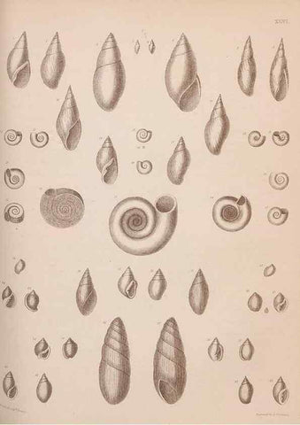 Reproducción/Reproduction 42064751370: An atlas of the fossil conchology of Great Britain and Ireland :. London :Sonnenschein,1889.. 
