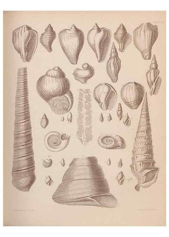 Reproducción/Reproduction 28937173977: An atlas of the fossil conchology of Great Britain and Ireland :. London :Sonnenschein,1889.. 