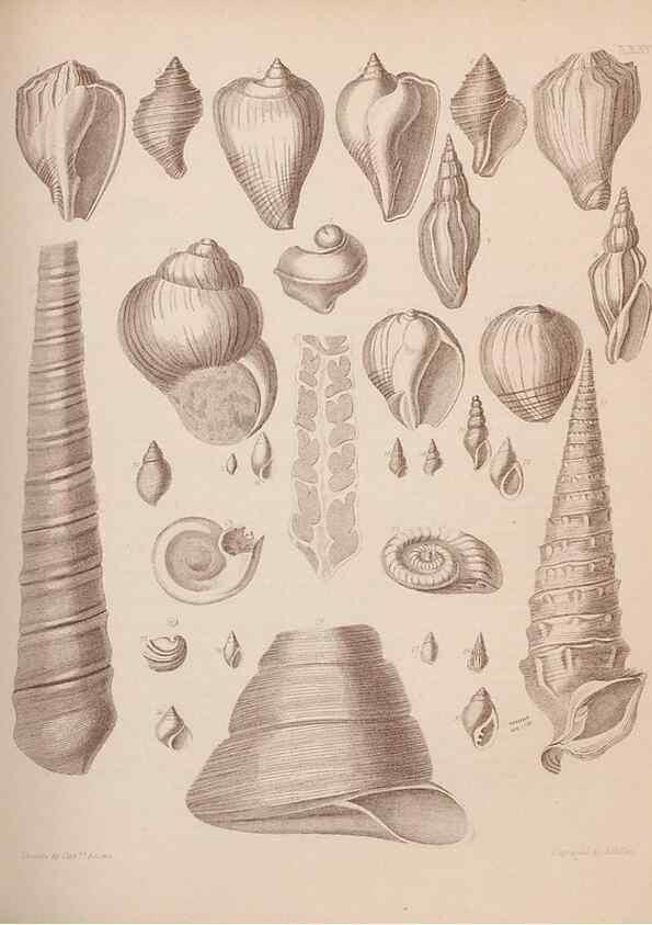 Reproducción/Reproduction 28937173977: An atlas of the fossil conchology of Great Britain and Ireland :. London :Sonnenschein,1889.. 