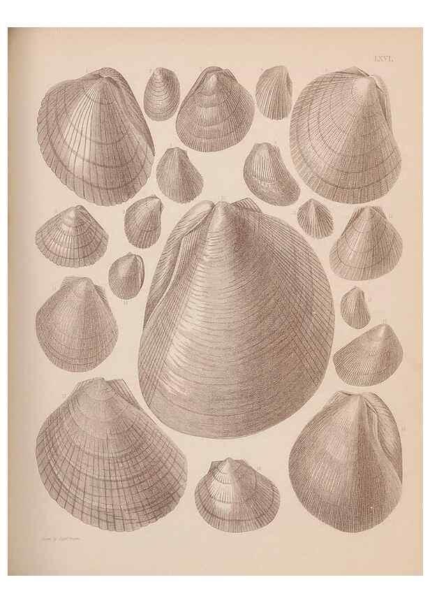 Reproducción/Reproduction 30003969998: An atlas of the fossil conchology of Great Britain and Ireland :. London :Sonnenschein,1889.. 
