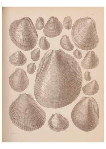 Reproducción/Reproduction 30003969998: An atlas of the fossil conchology of Great Britain and Ireland :. London :Sonnenschein,1889.. 