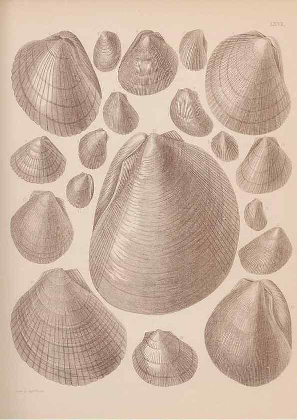 Reproducción/Reproduction 30003969998: An atlas of the fossil conchology of Great Britain and Ireland :. London :Sonnenschein,1889.. 