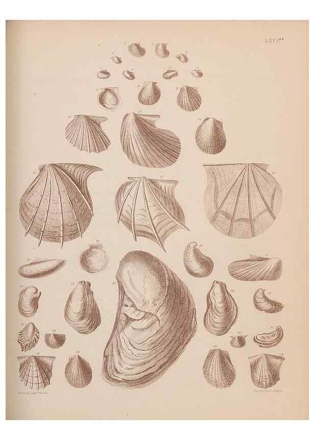 Reproducción/Reproduction 43873481941: An atlas of the fossil conchology of Great Britain and Ireland :. London :Sonnenschein,1889.. 