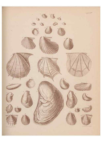 Reproducción/Reproduction 43873481941: An atlas of the fossil conchology of Great Britain and Ireland :. London :Sonnenschein,1889.. 