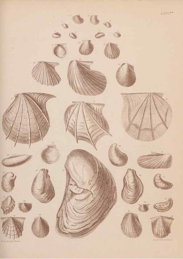 Reproducción/Reproduction 43873481941: An atlas of the fossil conchology of Great Britain and Ireland :. London :Sonnenschein,1889.. 