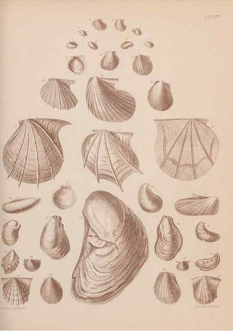 Reproducción/Reproduction 43873481941: An atlas of the fossil conchology of Great Britain and Ireland :. London :Sonnenschein,1889.. 