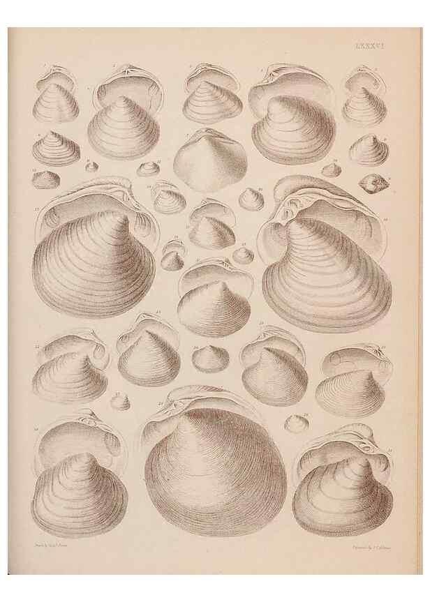 Reproducción/Reproduction 43873514991: An atlas of the fossil conchology of Great Britain and Ireland :. London :Sonnenschein,1889.. 