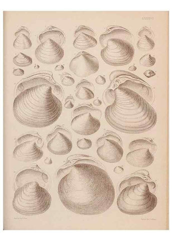 Reproducción/Reproduction 43873514991: An atlas of the fossil conchology of Great Britain and Ireland :. London :Sonnenschein,1889.. 