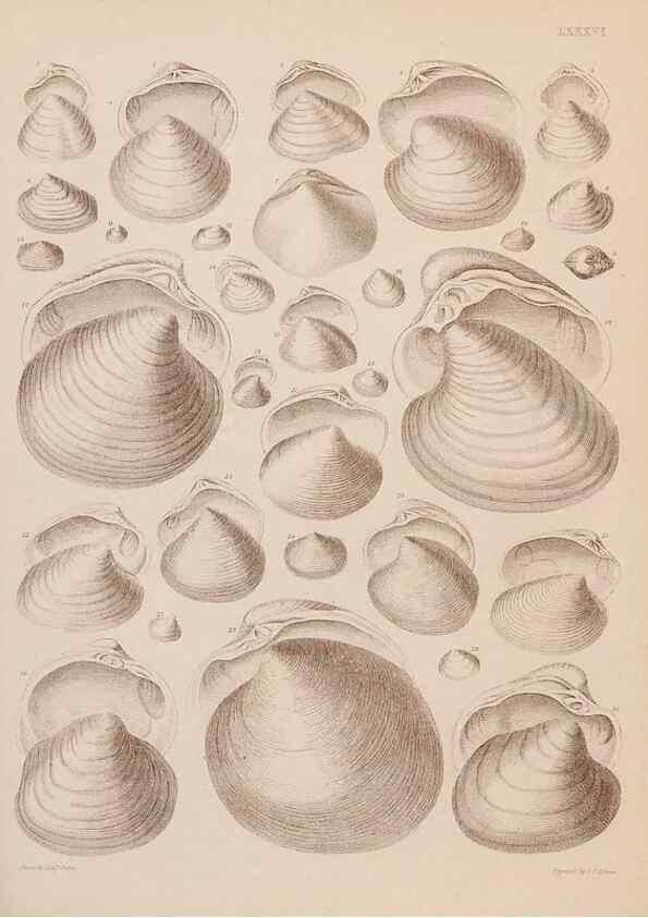 Reproducción/Reproduction 43873514991: An atlas of the fossil conchology of Great Britain and Ireland :. London :Sonnenschein,1889.. 