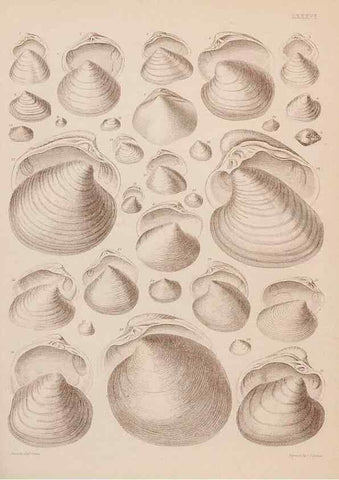 Reproducción/Reproduction 43873514991: An atlas of the fossil conchology of Great Britain and Ireland :. London :Sonnenschein,1889.. 
