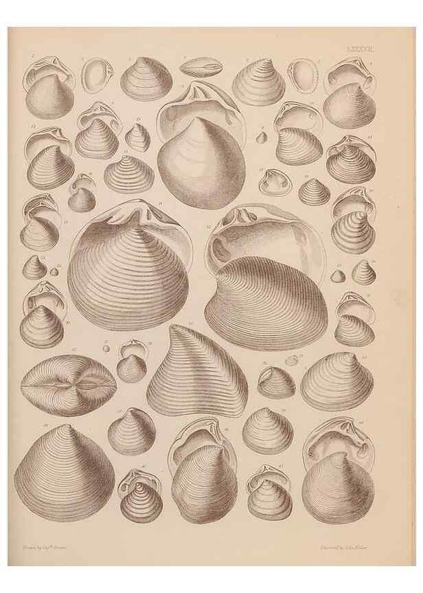 Reproducción/Reproduction 42969535785: An atlas of the fossil conchology of Great Britain and Ireland :. London :Sonnenschein,1889.. 