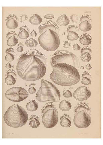 Reproducción/Reproduction 42969535785: An atlas of the fossil conchology of Great Britain and Ireland :. London :Sonnenschein,1889.. 