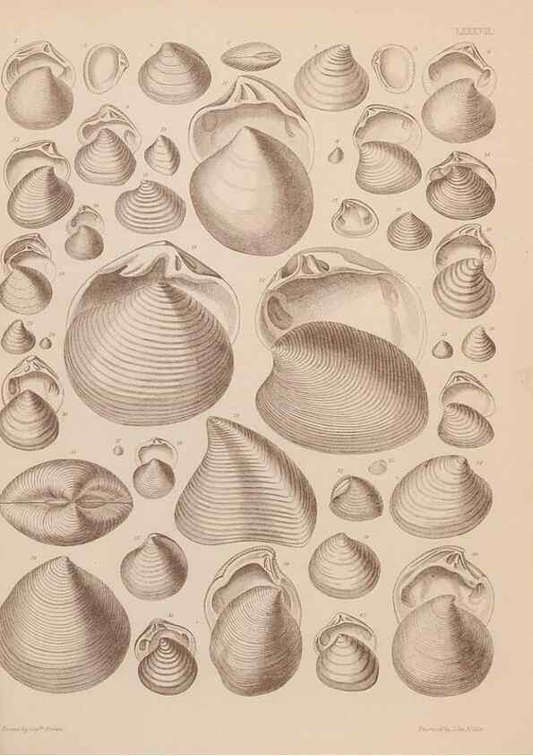 Reproducción/Reproduction 42969535785: An atlas of the fossil conchology of Great Britain and Ireland :. London :Sonnenschein,1889.. 