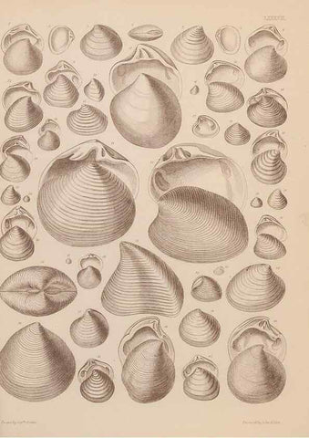 Reproducción/Reproduction 42969535785: An atlas of the fossil conchology of Great Britain and Ireland :. London :Sonnenschein,1889.. 