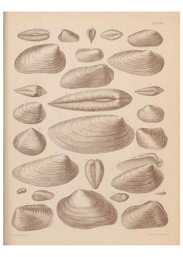 Reproducción/Reproduction 42064954680: An atlas of the fossil conchology of Great Britain and Ireland :. London :Sonnenschein,1889.. 