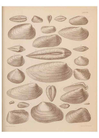 Reproducción/Reproduction 42064954680: An atlas of the fossil conchology of Great Britain and Ireland :. London :Sonnenschein,1889.. 