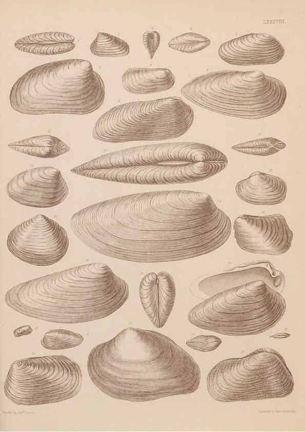 Reproducción/Reproduction 42064954680: An atlas of the fossil conchology of Great Britain and Ireland :. London :Sonnenschein,1889.. 