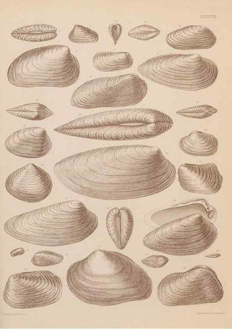Reproducción/Reproduction 42064954680: An atlas of the fossil conchology of Great Britain and Ireland :. London :Sonnenschein,1889.. 