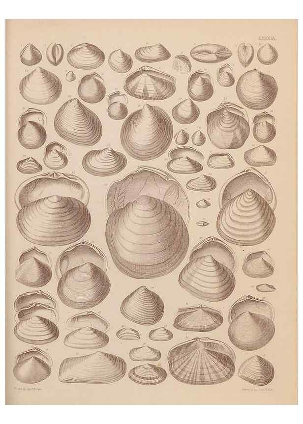 Reproducción/Reproduction 43825367582: An atlas of the fossil conchology of Great Britain and Ireland :. London :Sonnenschein,1889.. 