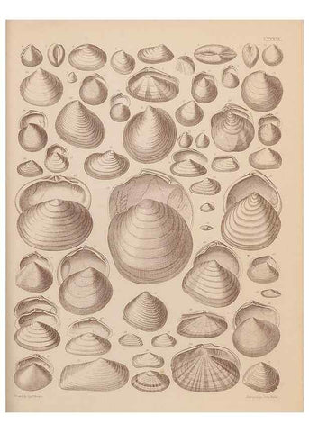 Reproducción/Reproduction 43825367582: An atlas of the fossil conchology of Great Britain and Ireland :. London :Sonnenschein,1889.. 