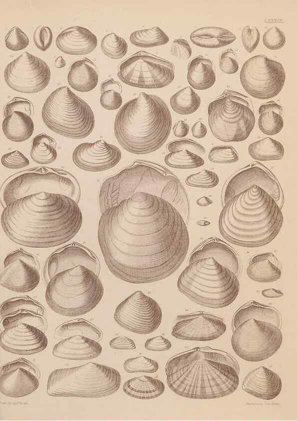 Reproducción/Reproduction 43825367582: An atlas of the fossil conchology of Great Britain and Ireland :. London :Sonnenschein,1889.. 