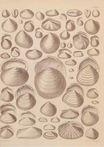 Reproducción/Reproduction 43825367582: An atlas of the fossil conchology of Great Britain and Ireland :. London :Sonnenschein,1889.. 