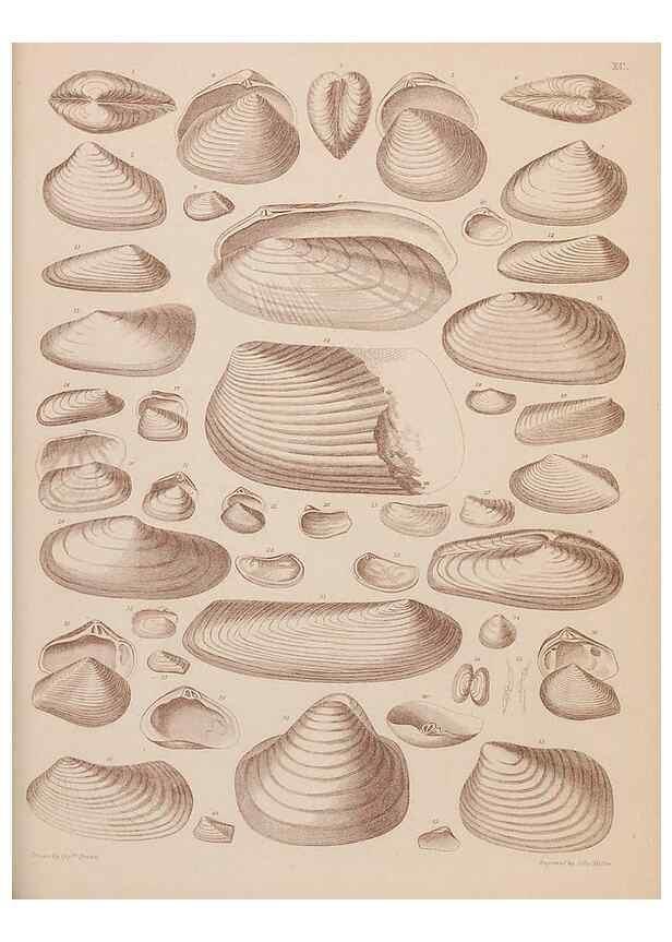 Reproducción/Reproduction 43156235474: An atlas of the fossil conchology of Great Britain and Ireland :. London :Sonnenschein,1889.. 