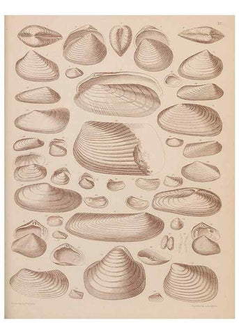 Reproducción/Reproduction 43156235474: An atlas of the fossil conchology of Great Britain and Ireland :. London :Sonnenschein,1889.. 