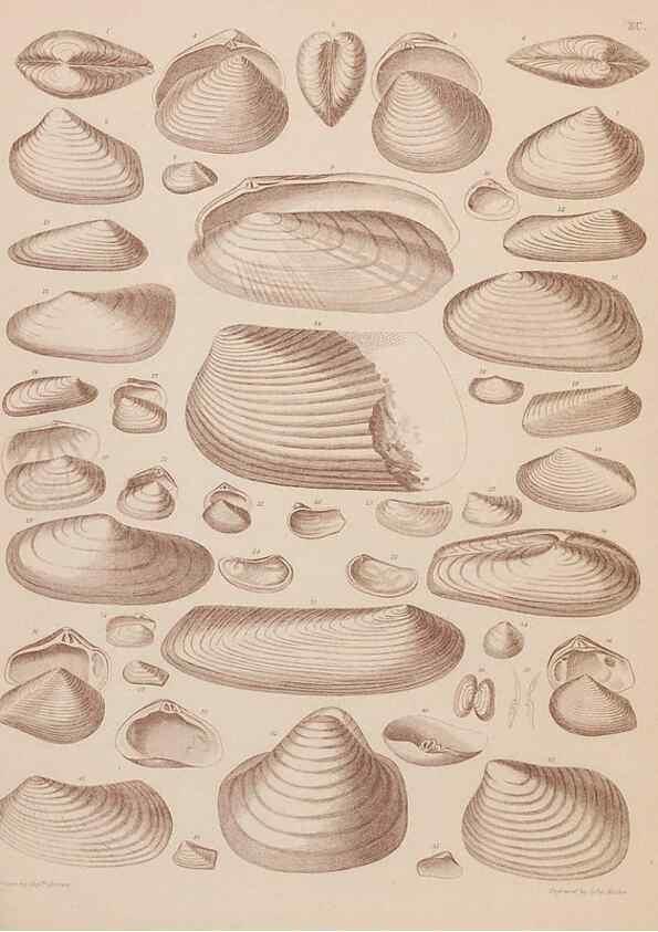 Reproducción/Reproduction 43156235474: An atlas of the fossil conchology of Great Britain and Ireland :. London :Sonnenschein,1889.. 