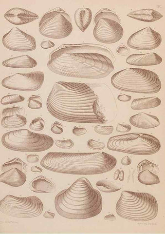 Reproducción/Reproduction 43156235474: An atlas of the fossil conchology of Great Britain and Ireland :. London :Sonnenschein,1889.. 