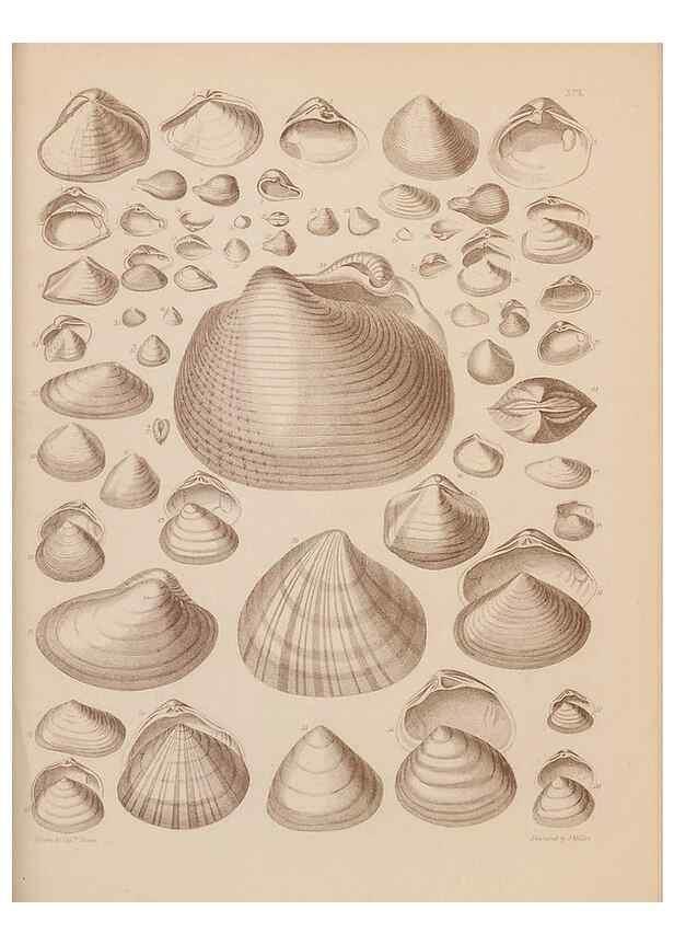 Reproducción/Reproduction 42064961400: An atlas of the fossil conchology of Great Britain and Ireland :. London :Sonnenschein,1889.. 