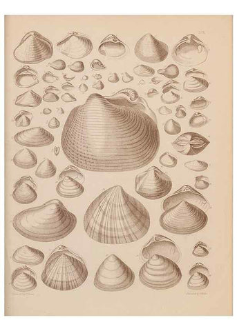 Reproducción/Reproduction 42064961400: An atlas of the fossil conchology of Great Britain and Ireland :. London :Sonnenschein,1889.. 