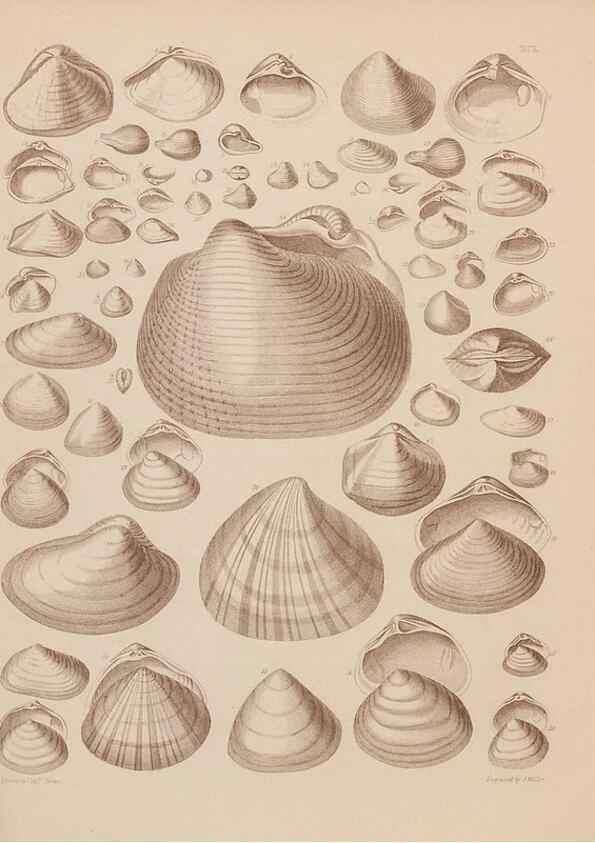 Reproducción/Reproduction 42064961400: An atlas of the fossil conchology of Great Britain and Ireland :. London :Sonnenschein,1889.. 