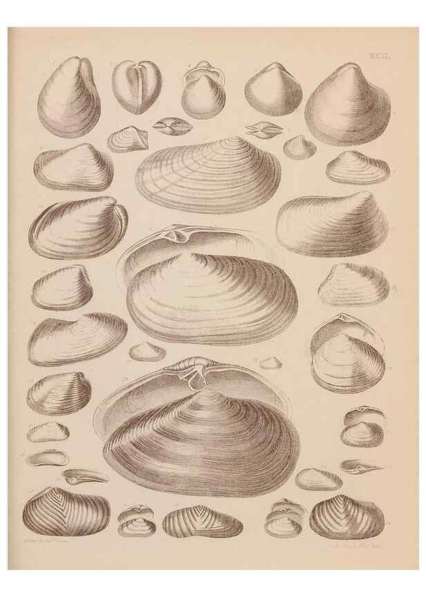 Reproducción/Reproduction 28937576777: An atlas of the fossil conchology of Great Britain and Ireland :. London :Sonnenschein,1889.. 