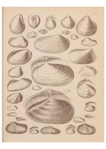 Reproducción/Reproduction 28937576777: An atlas of the fossil conchology of Great Britain and Ireland :. London :Sonnenschein,1889.. 