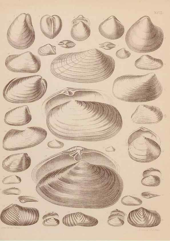 Reproducción/Reproduction 28937576777: An atlas of the fossil conchology of Great Britain and Ireland :. London :Sonnenschein,1889.. 