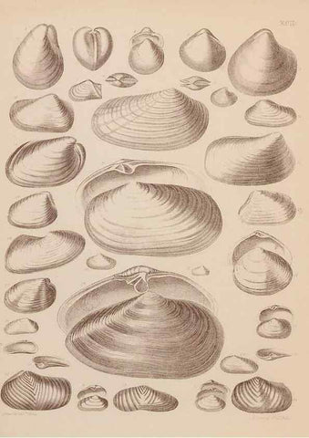 Reproducción/Reproduction 28937576777: An atlas of the fossil conchology of Great Britain and Ireland :. London :Sonnenschein,1889.. 