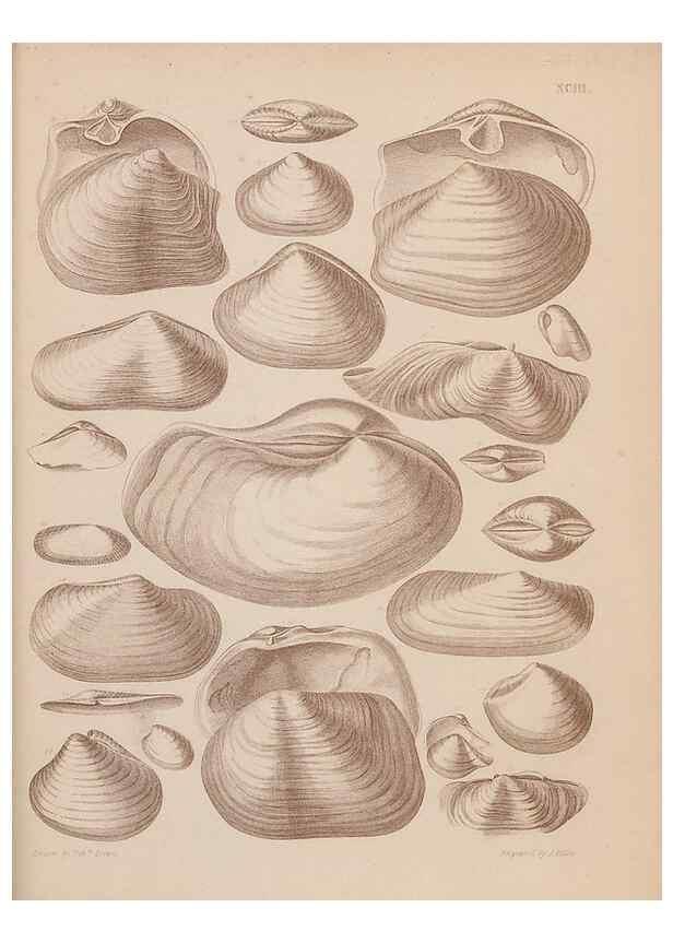 Reproducción/Reproduction 43825375602: An atlas of the fossil conchology of Great Britain and Ireland :. London :Sonnenschein,1889.. 