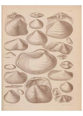 Reproducción/Reproduction 43825375602: An atlas of the fossil conchology of Great Britain and Ireland :. London :Sonnenschein,1889.. 