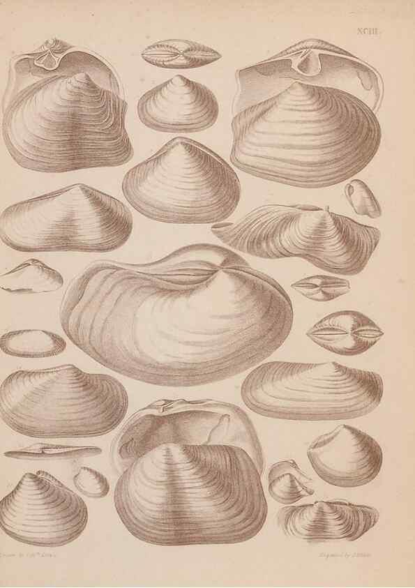 Reproducción/Reproduction 43825375602: An atlas of the fossil conchology of Great Britain and Ireland :. London :Sonnenschein,1889.. 